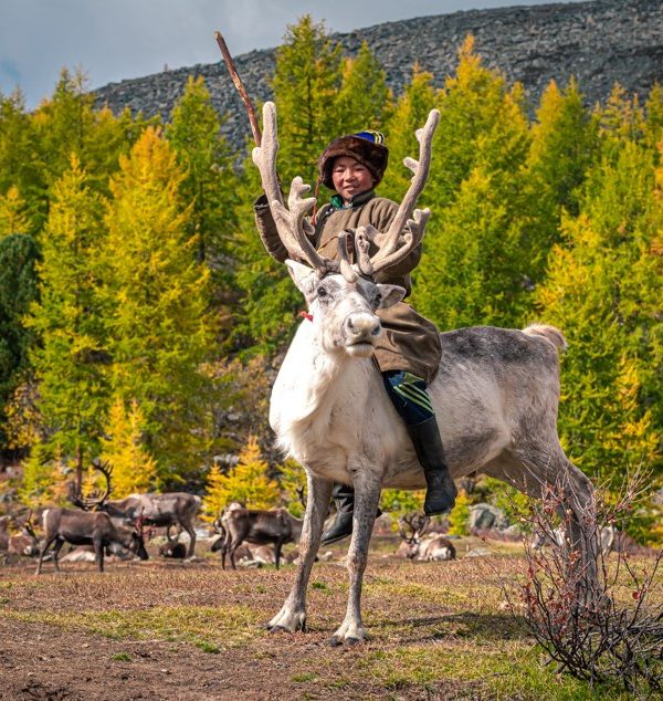 tsaatan boy, reindeer