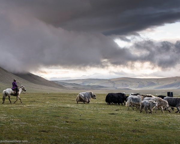 Altai tavan bogd