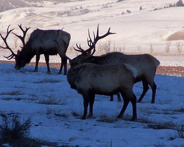 Khustai National Park