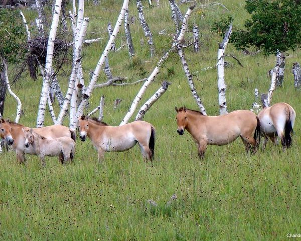 Khustai National Park