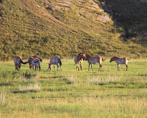 Khustai National Park